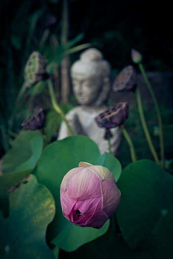 Meditation on Twin Hearts